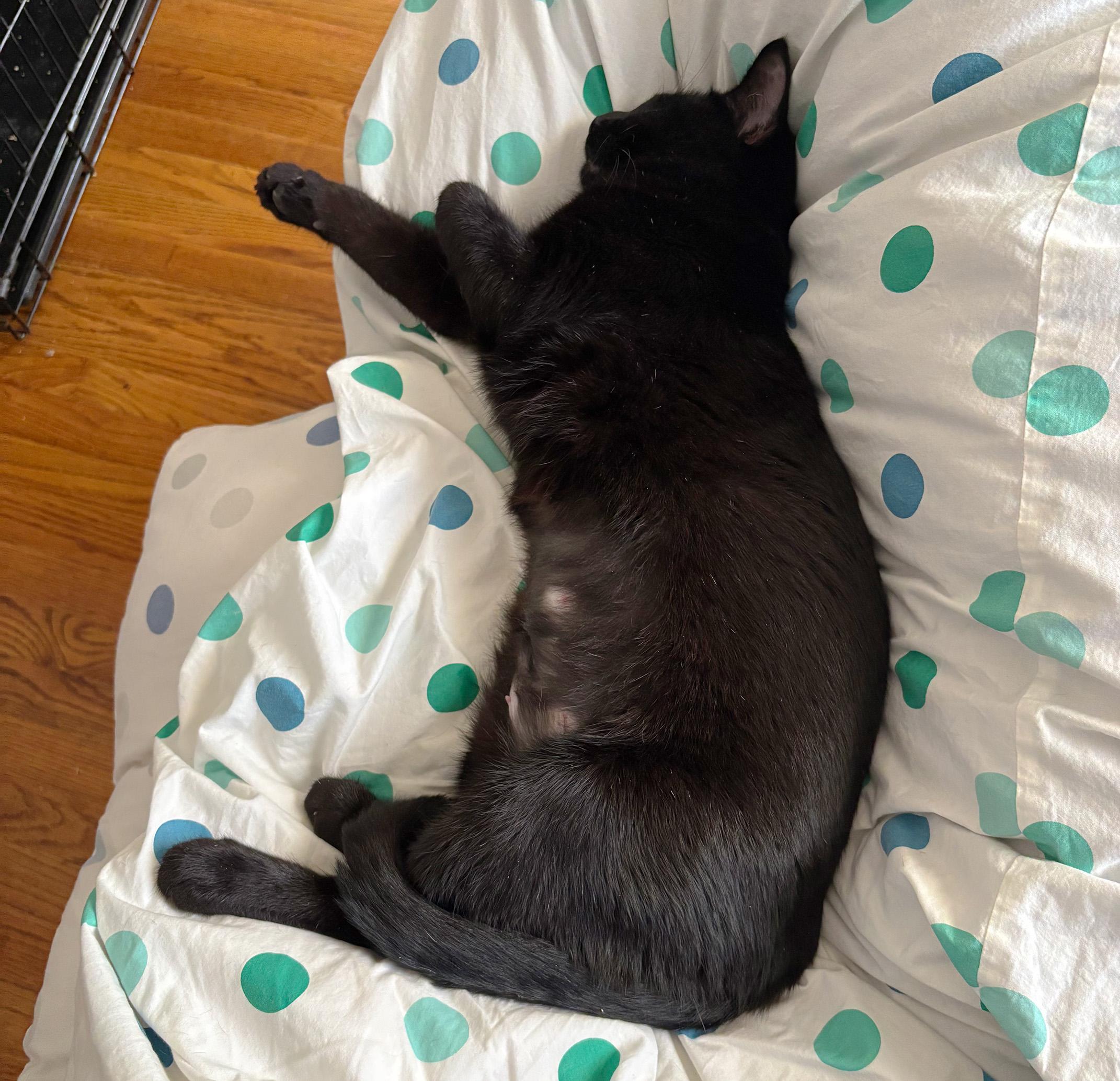 Kaia, a Adoptable Domestic Short Hair in Fair Haven, VT image 2/6