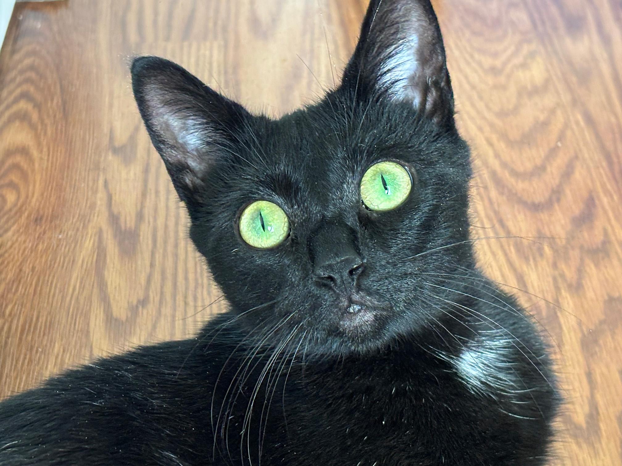 Enlarge Kaia, a Adoptable Domestic Short Hair in Fair Haven, VT image 1/6