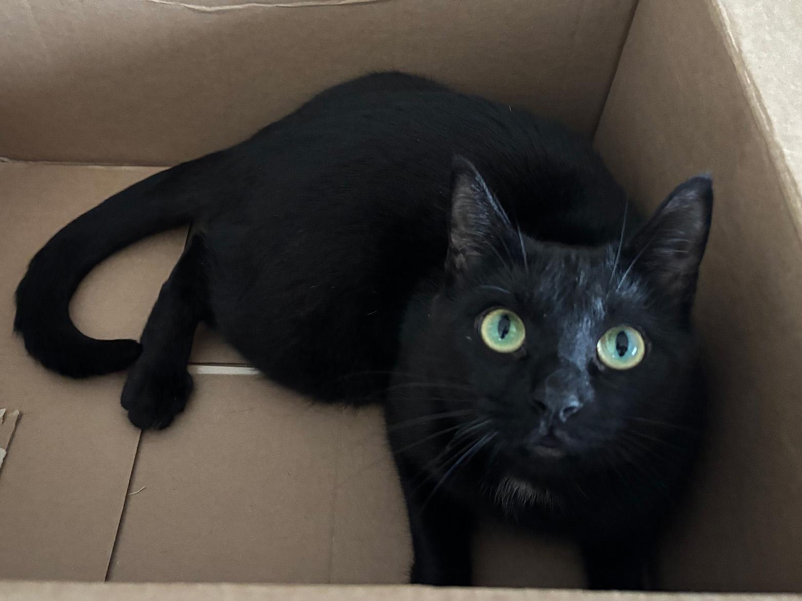 Kaia, a Adoptable Domestic Short Hair in Fair Haven, VT image 3/6