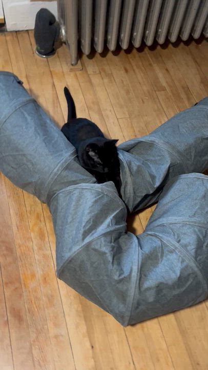 Enlarge Kaia, a Adoptable Domestic Short Hair in Fair Haven, VT video 5/6