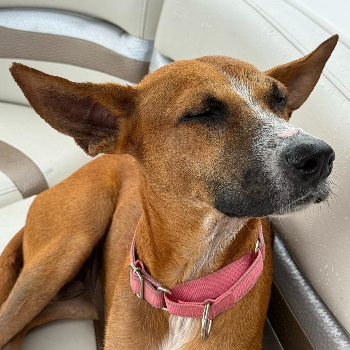 Enlarge Queenie, a Adoptable Mixed Breed in Sandwich, MA image 2/3