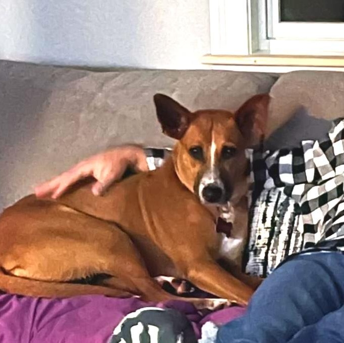 Enlarge Queenie, a Adoptable Mixed Breed in Sandwich, MA image 3/3