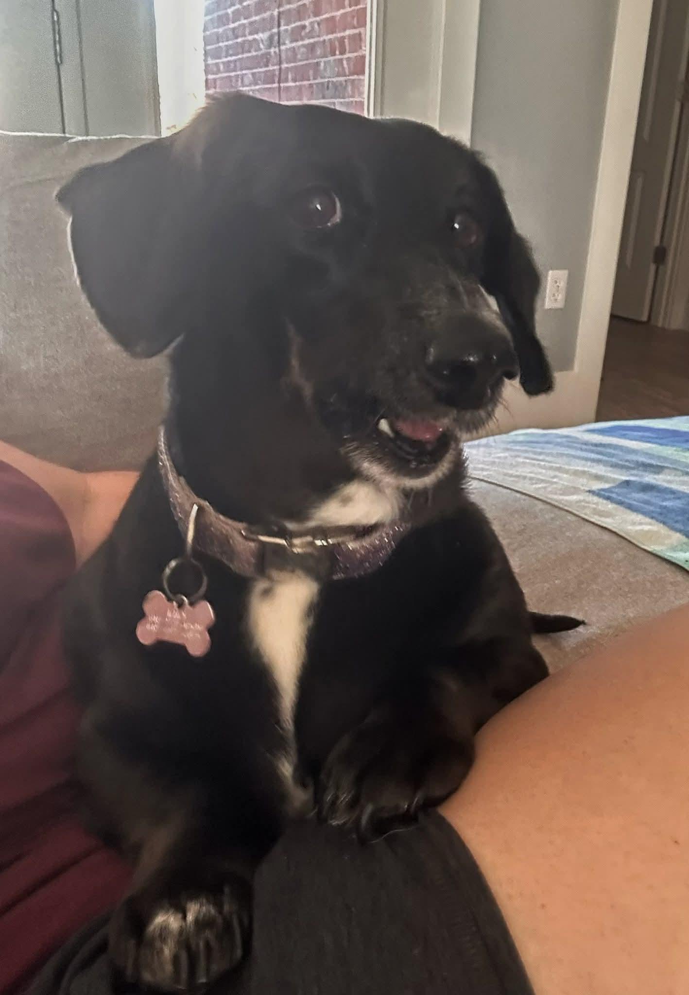 Enlarge Greta, an adopted Dachshund in Fort Walton Beach, FL image 2/2