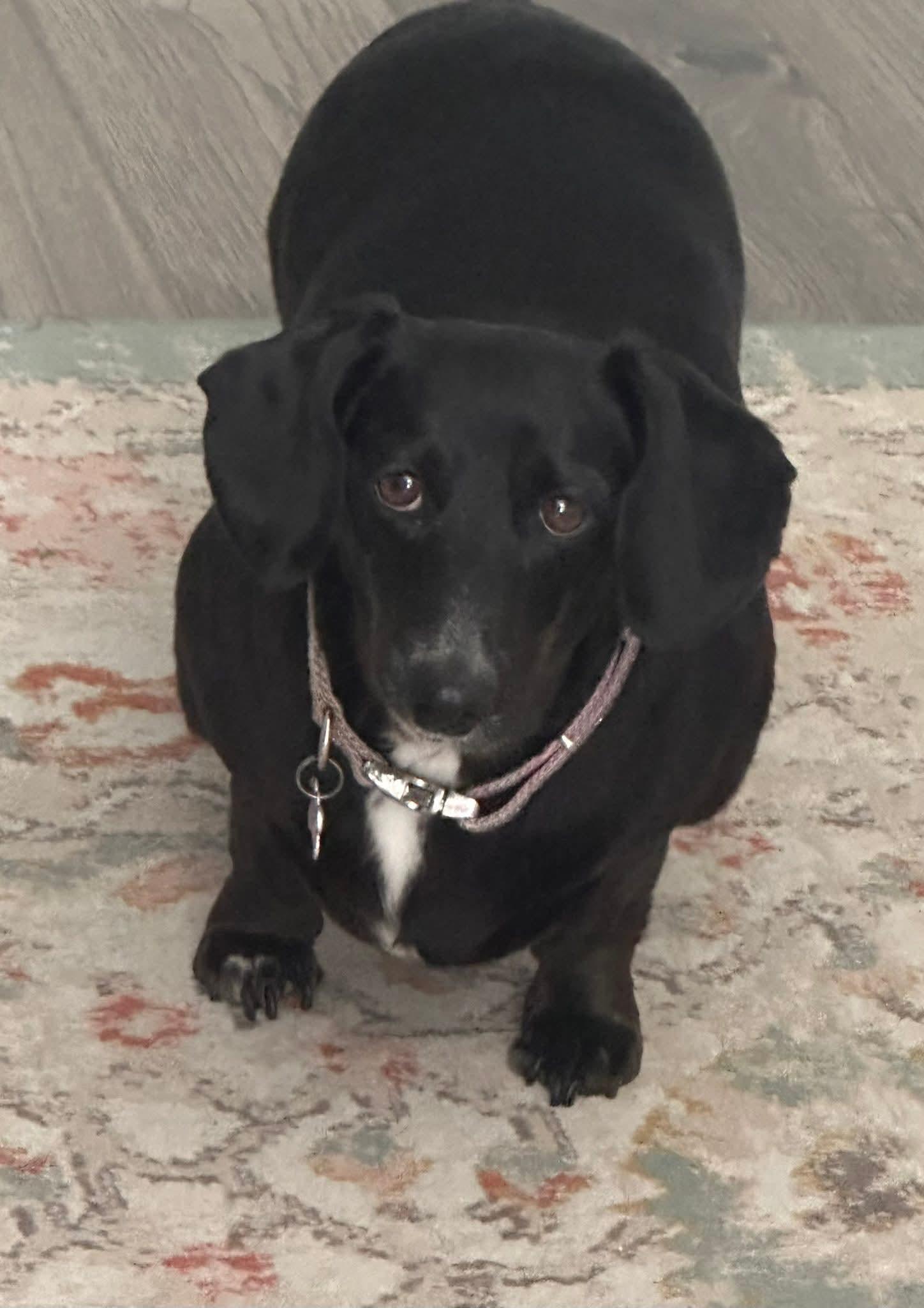Greta, adopted, Adult Female Dachshund.