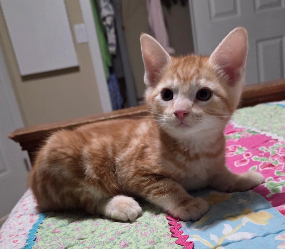 Enlarge Tangelo, a Adoptable Domestic Short Hair in Portland, OR image 1/3