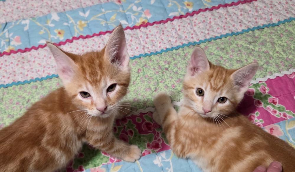 Enlarge Tangelo, a Adoptable Domestic Short Hair in Portland, OR image 2/3