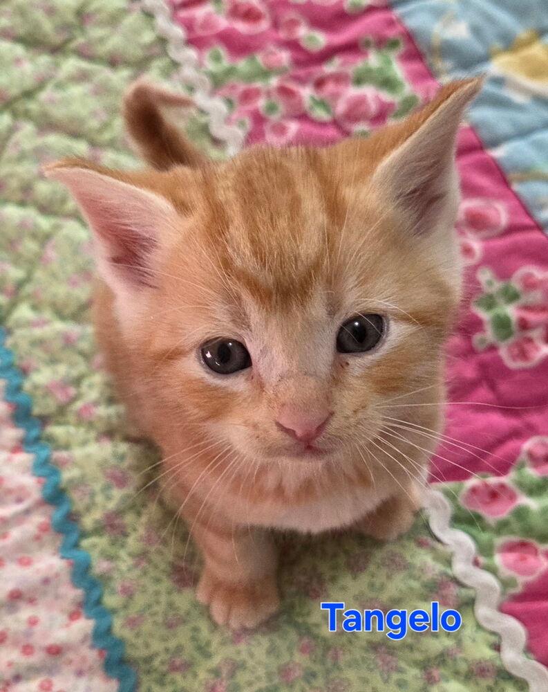 Enlarge Tangelo, a Adoptable Domestic Short Hair in Portland, OR image 3/3