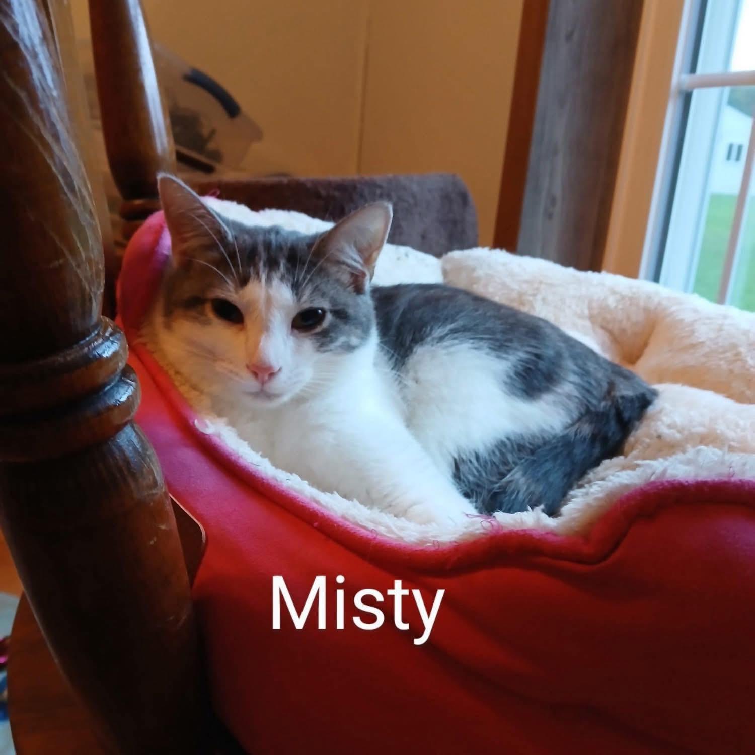 Misty, Adoptable, Kitten Female Domestic Short Hair.