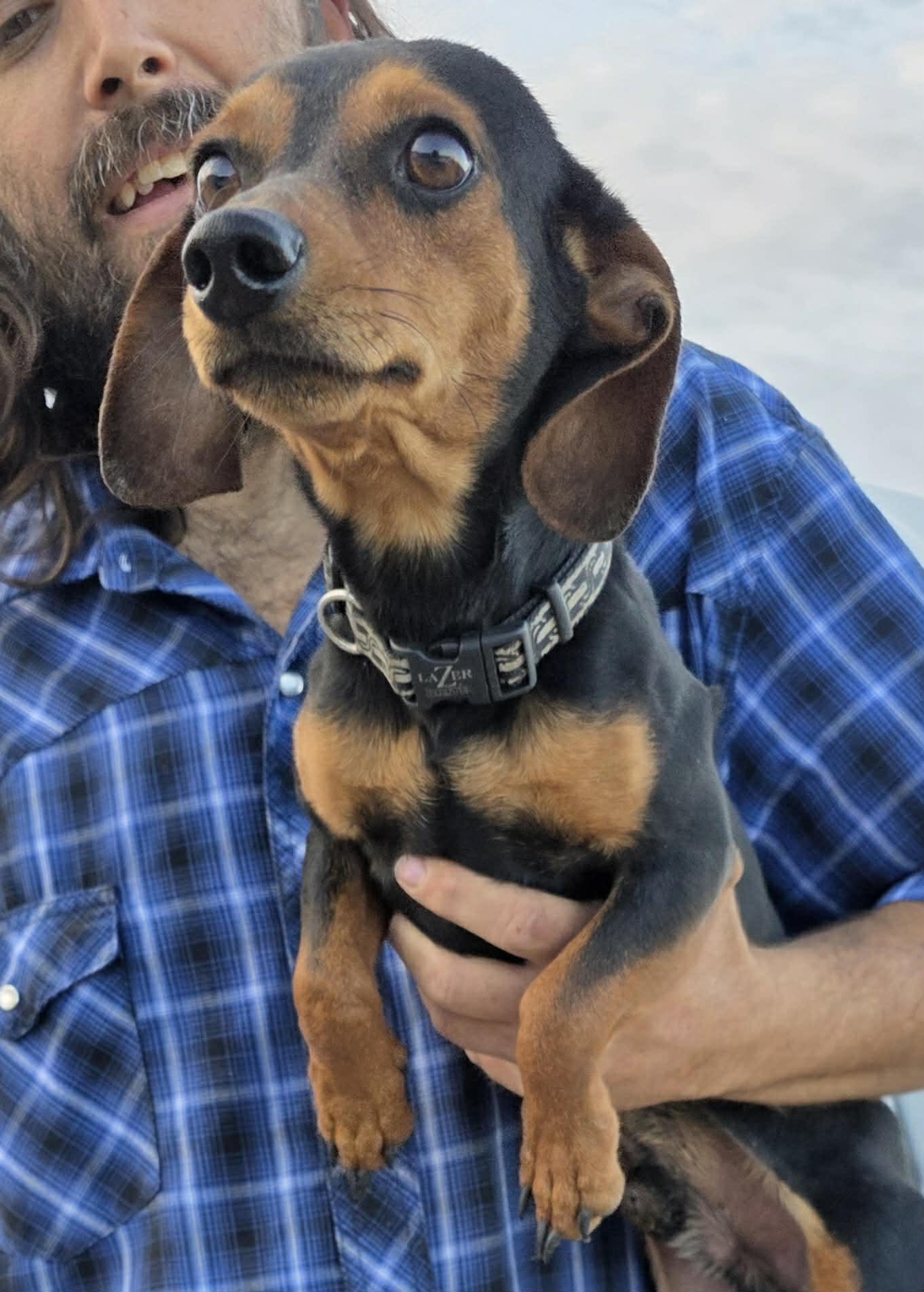 Scooter, Adoptable, Young Male Dachshund.