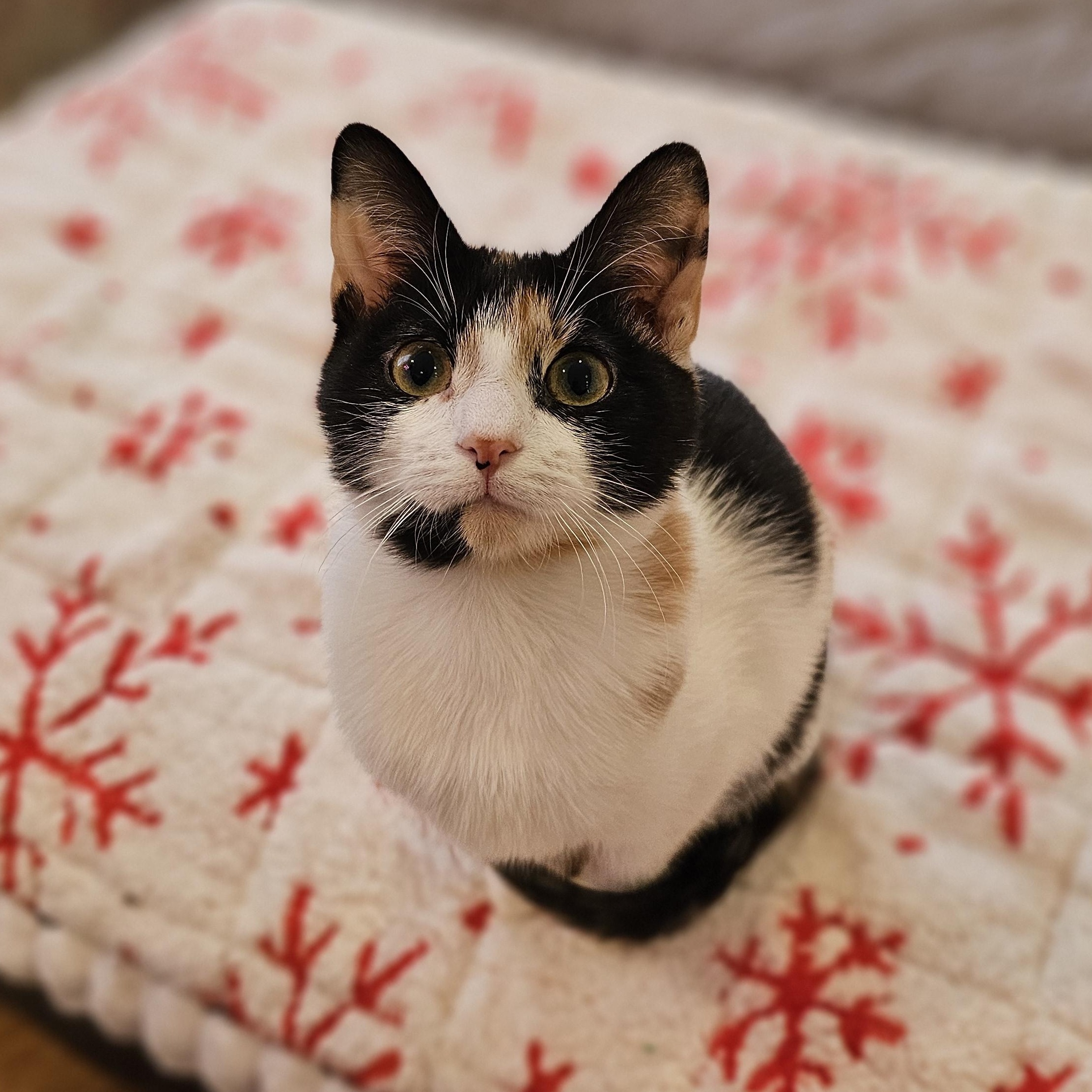 Enlarge Iris, a ADOPTABLE Calico in Philadelphia, PA image 1/5