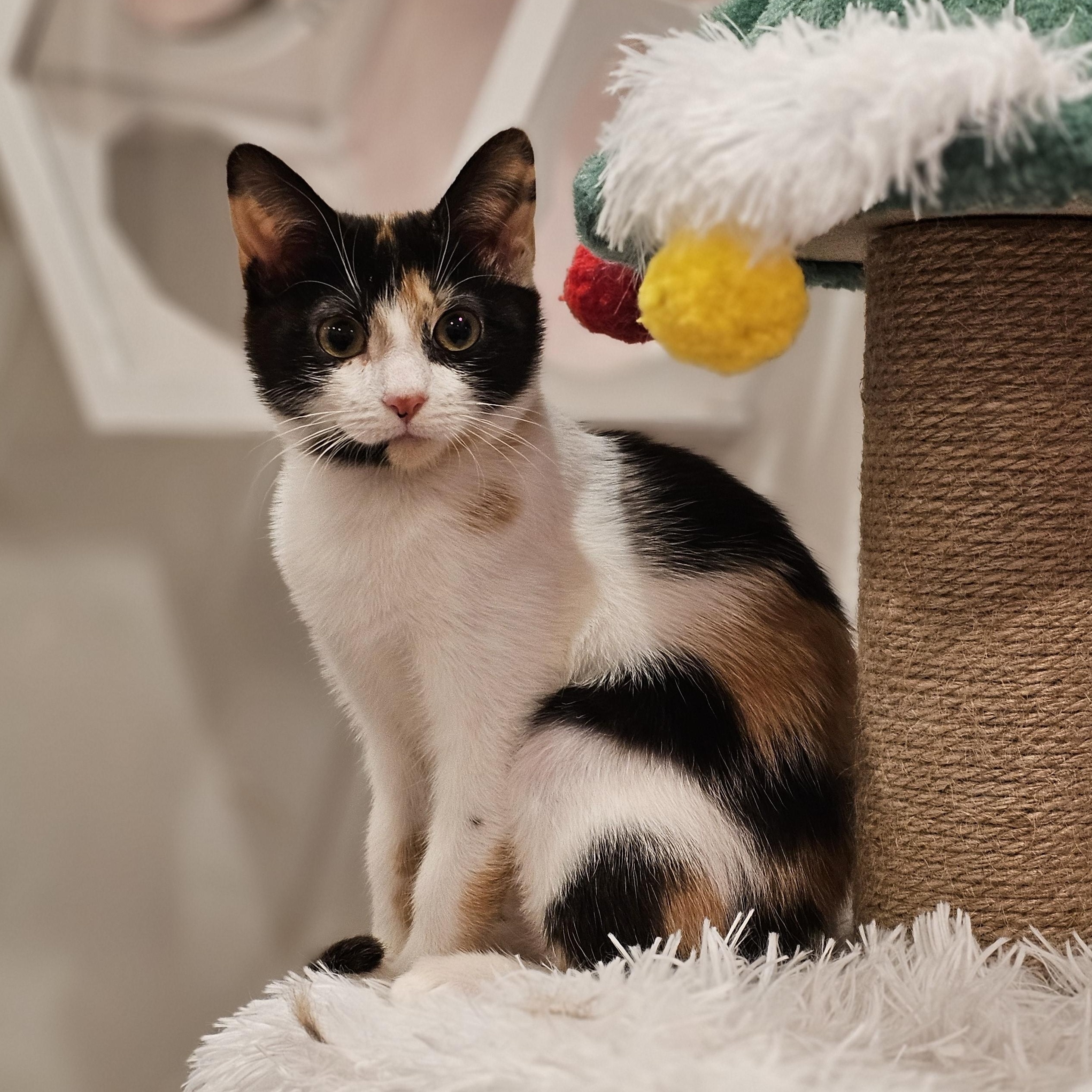 Enlarge Iris, a ADOPTABLE Calico in Philadelphia, PA image 4/5
