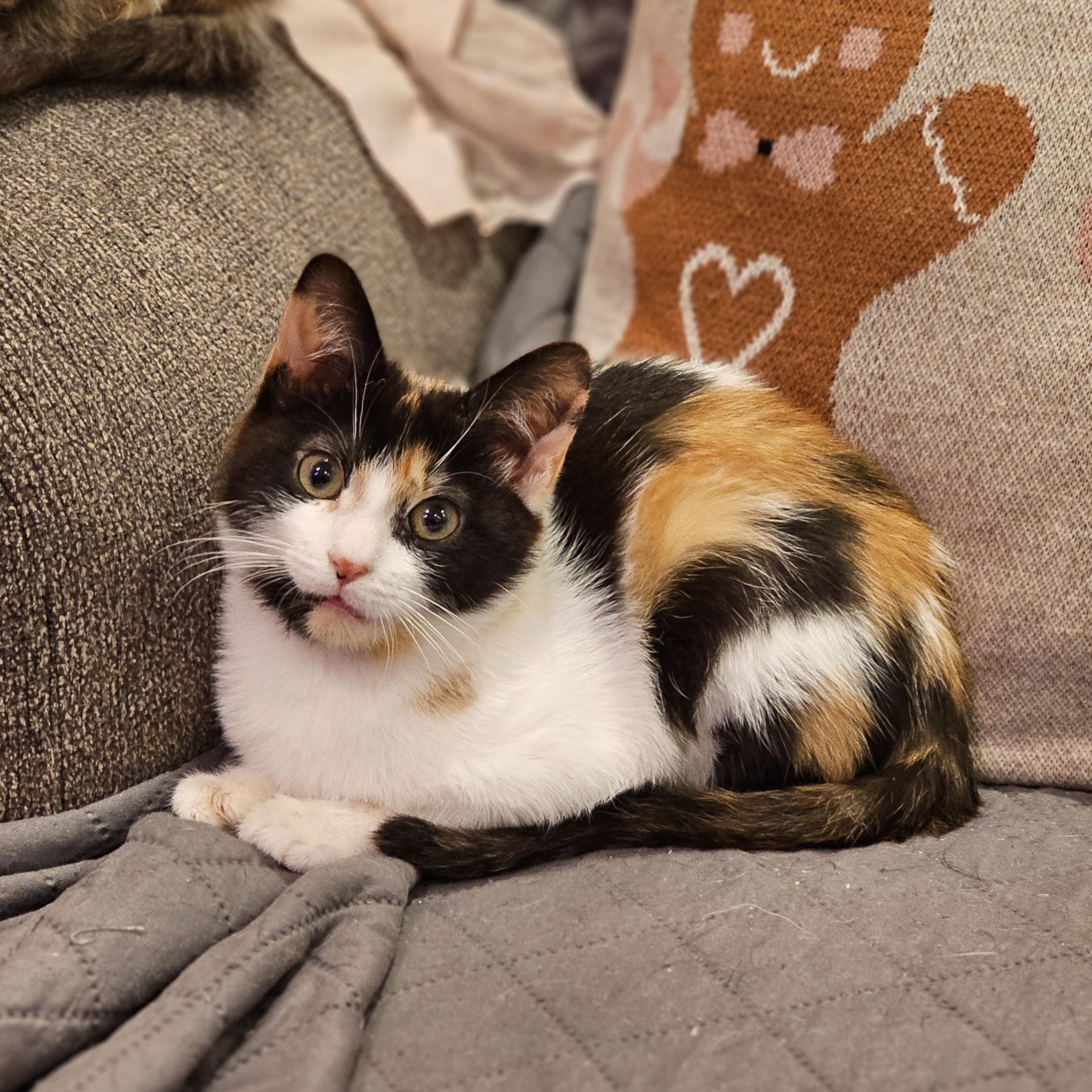 Enlarge Iris, a ADOPTABLE Calico in Philadelphia, PA image 3/5