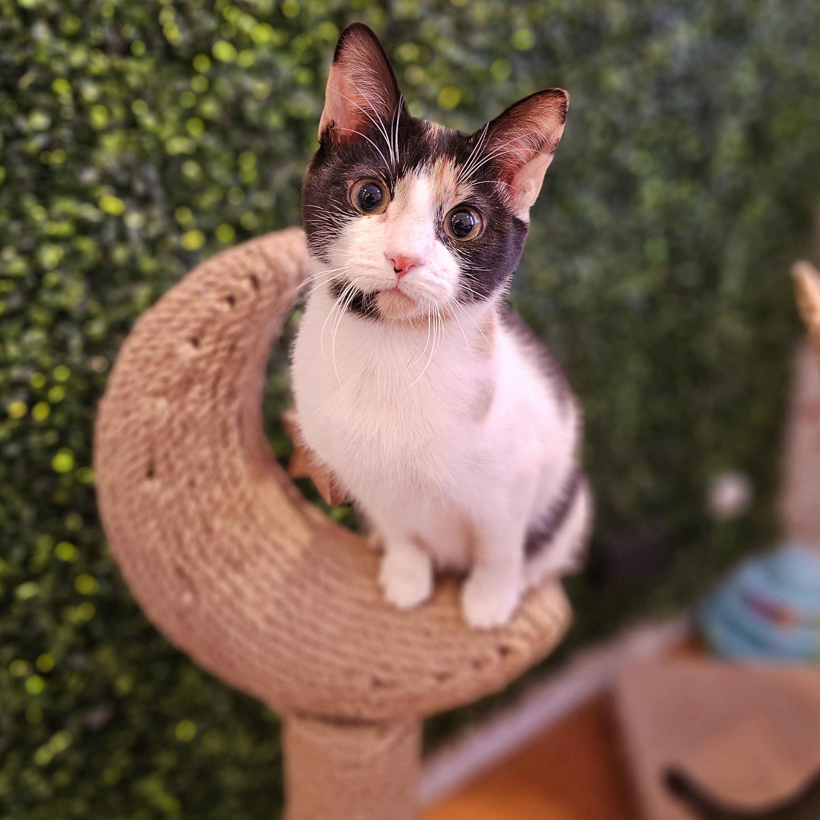 Iris, adopted, Kitten Female Calico.