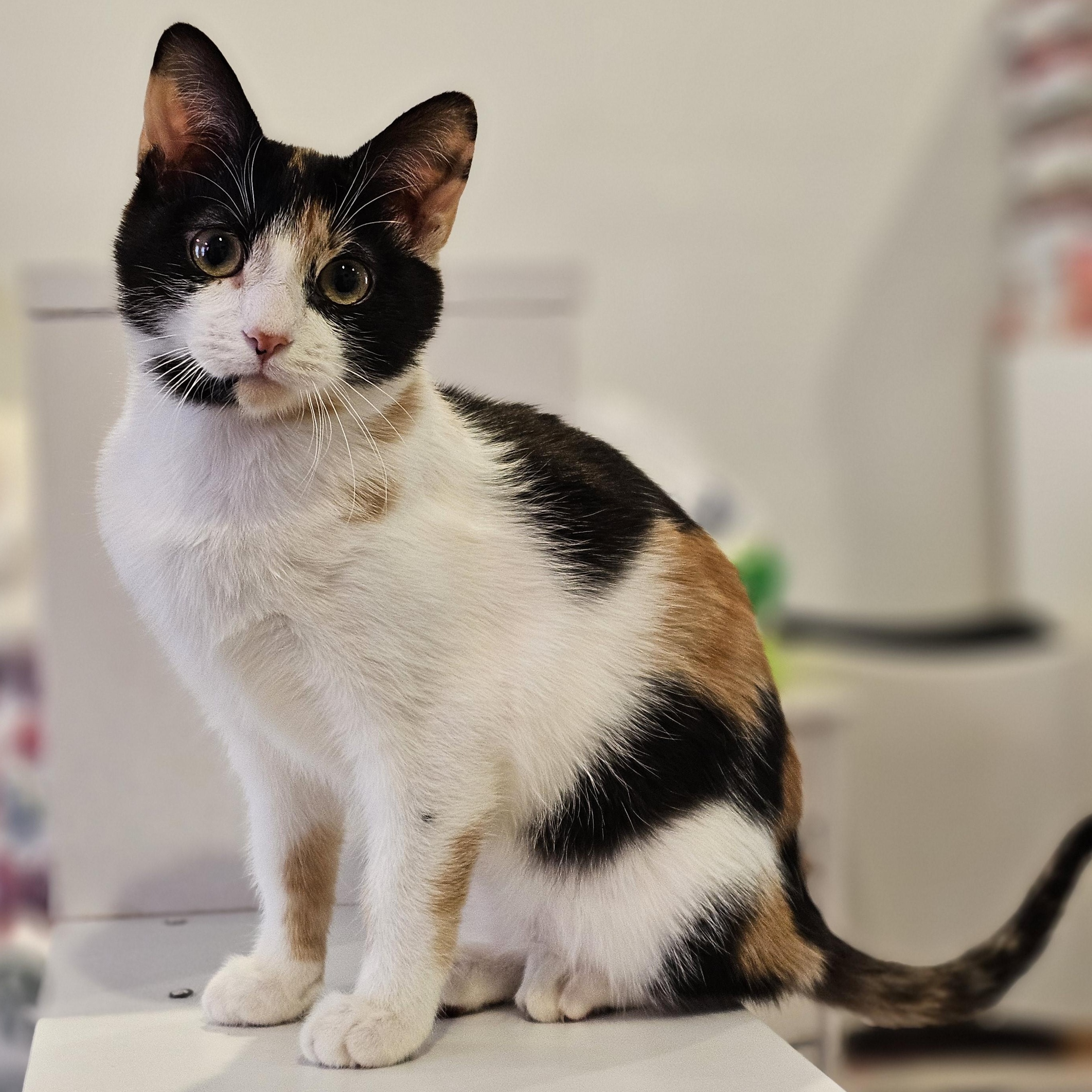 Enlarge Iris, a ADOPTABLE Calico in Philadelphia, PA image 2/5
