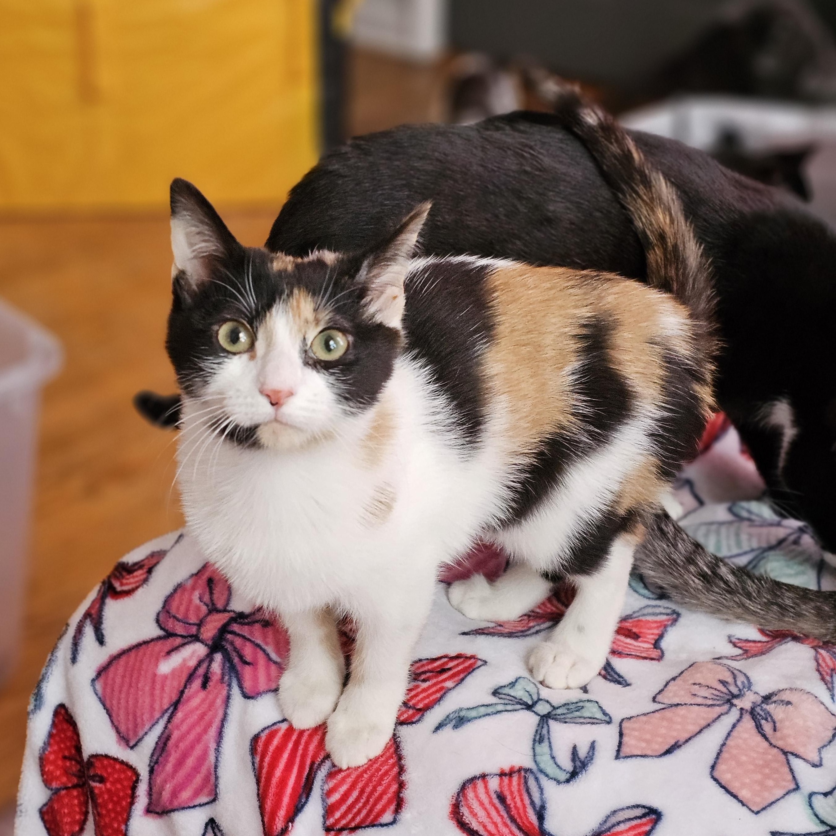 Enlarge Iris, a ADOPTABLE Calico in Philadelphia, PA image 5/5