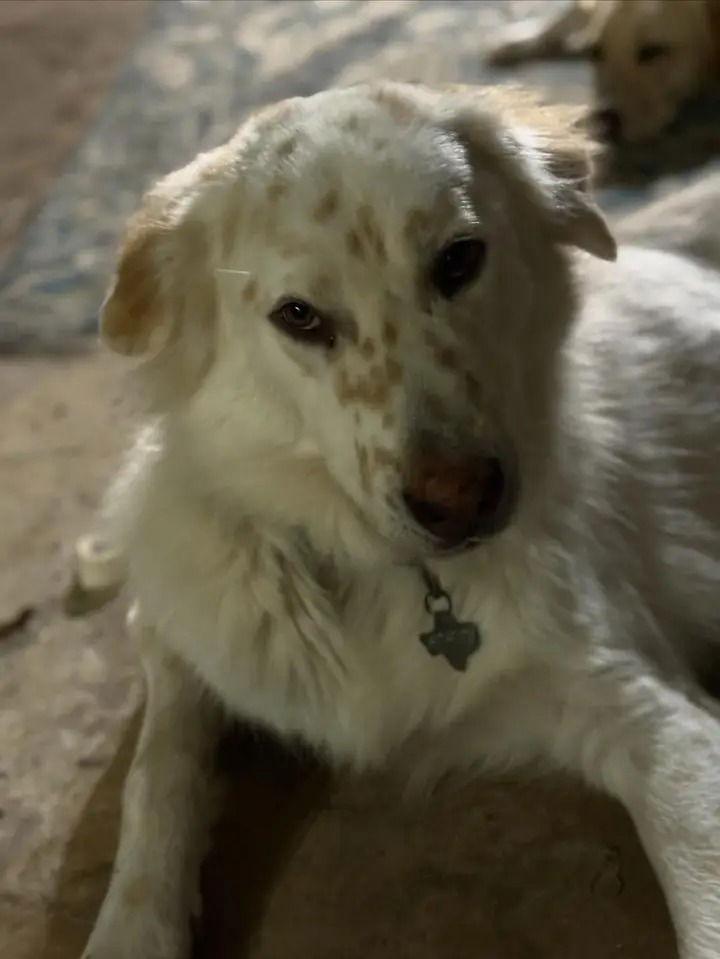 Enlarge Irving now Koda, a Adopted Great Pyrenees in Houston, TX image 1/3