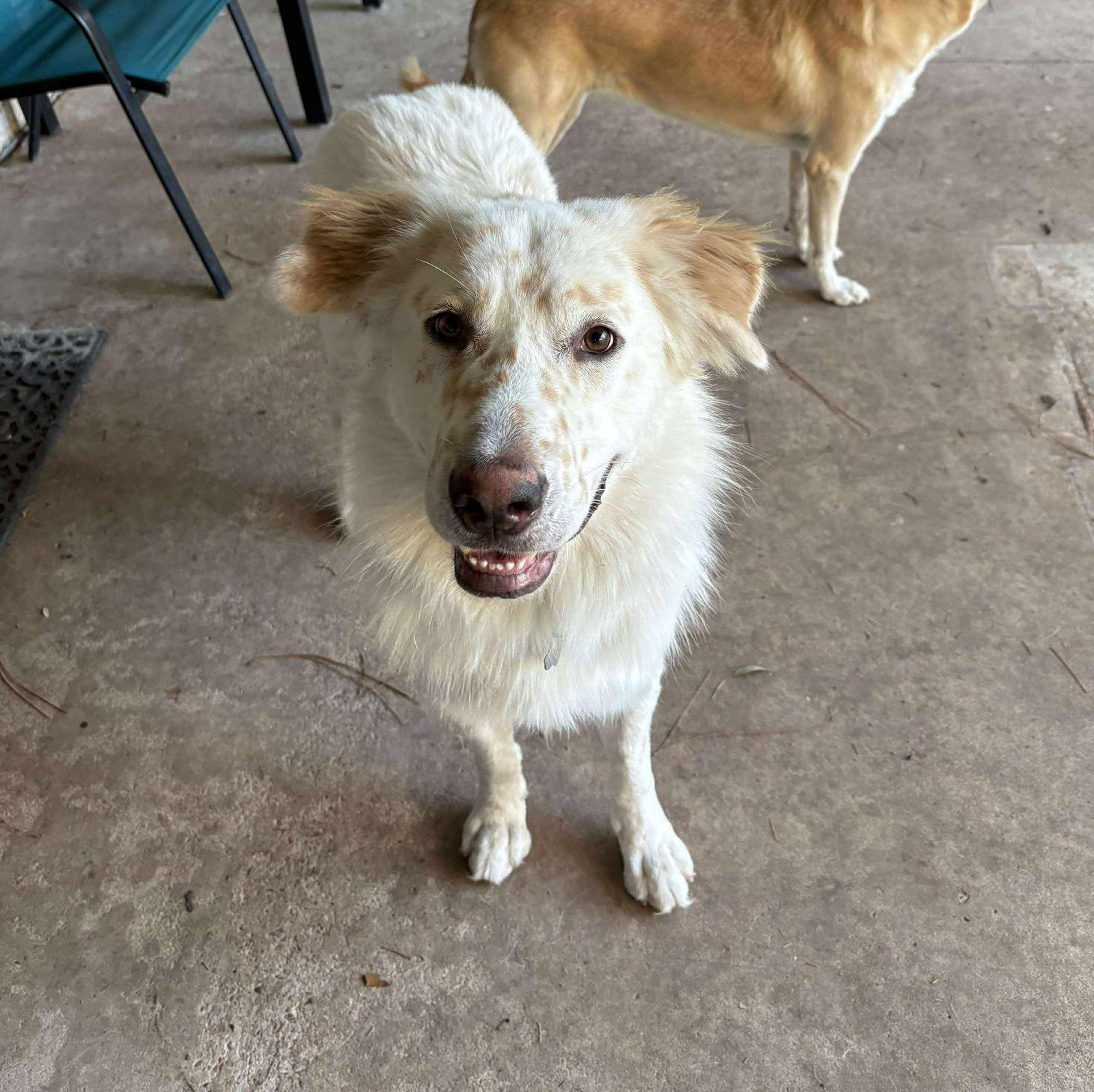 Enlarge Irving now Koda, a Adopted Great Pyrenees in Houston, TX image 2/3