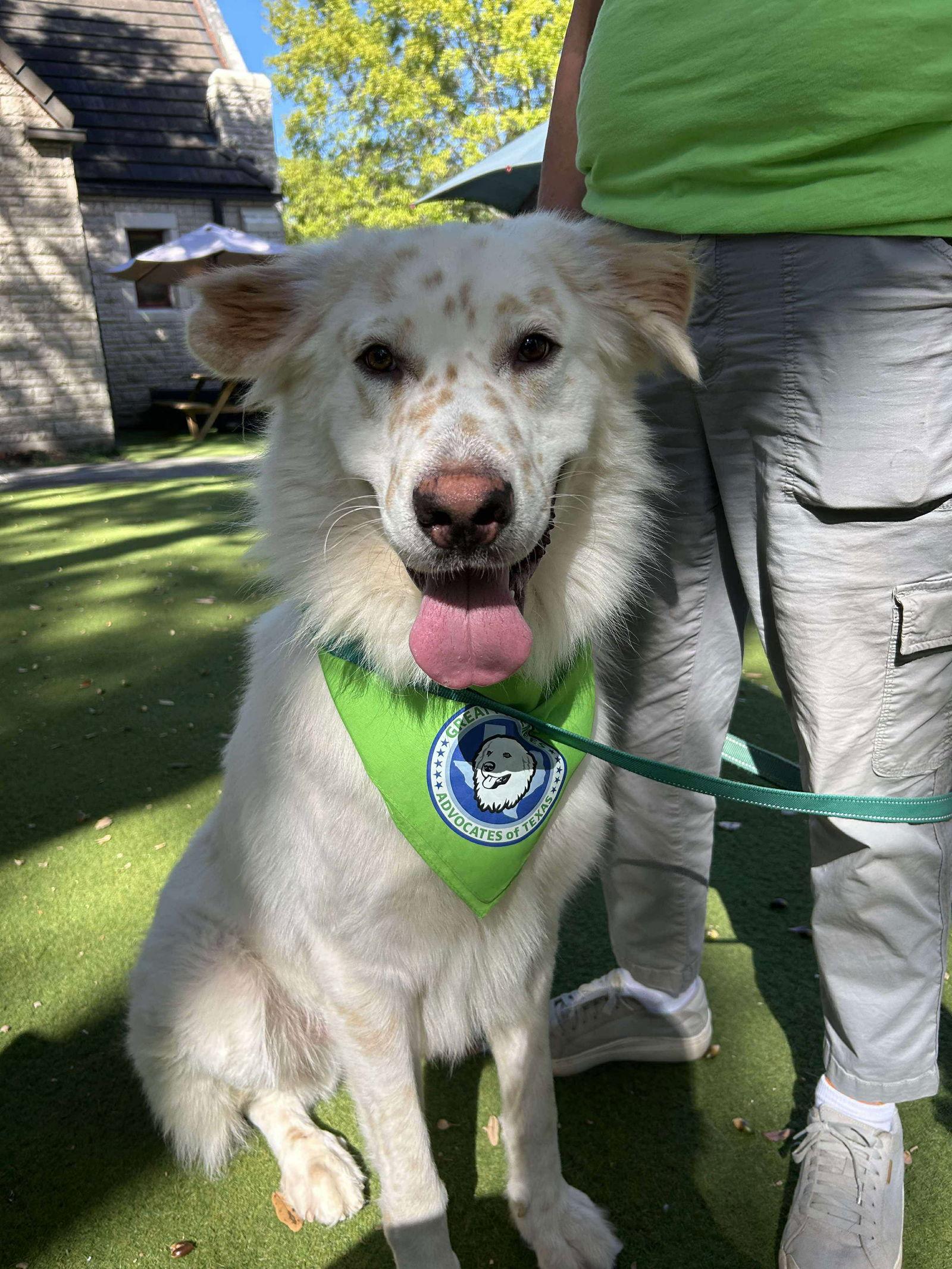 Enlarge Irving now Koda, a Adopted Great Pyrenees in Houston, TX image 3/3