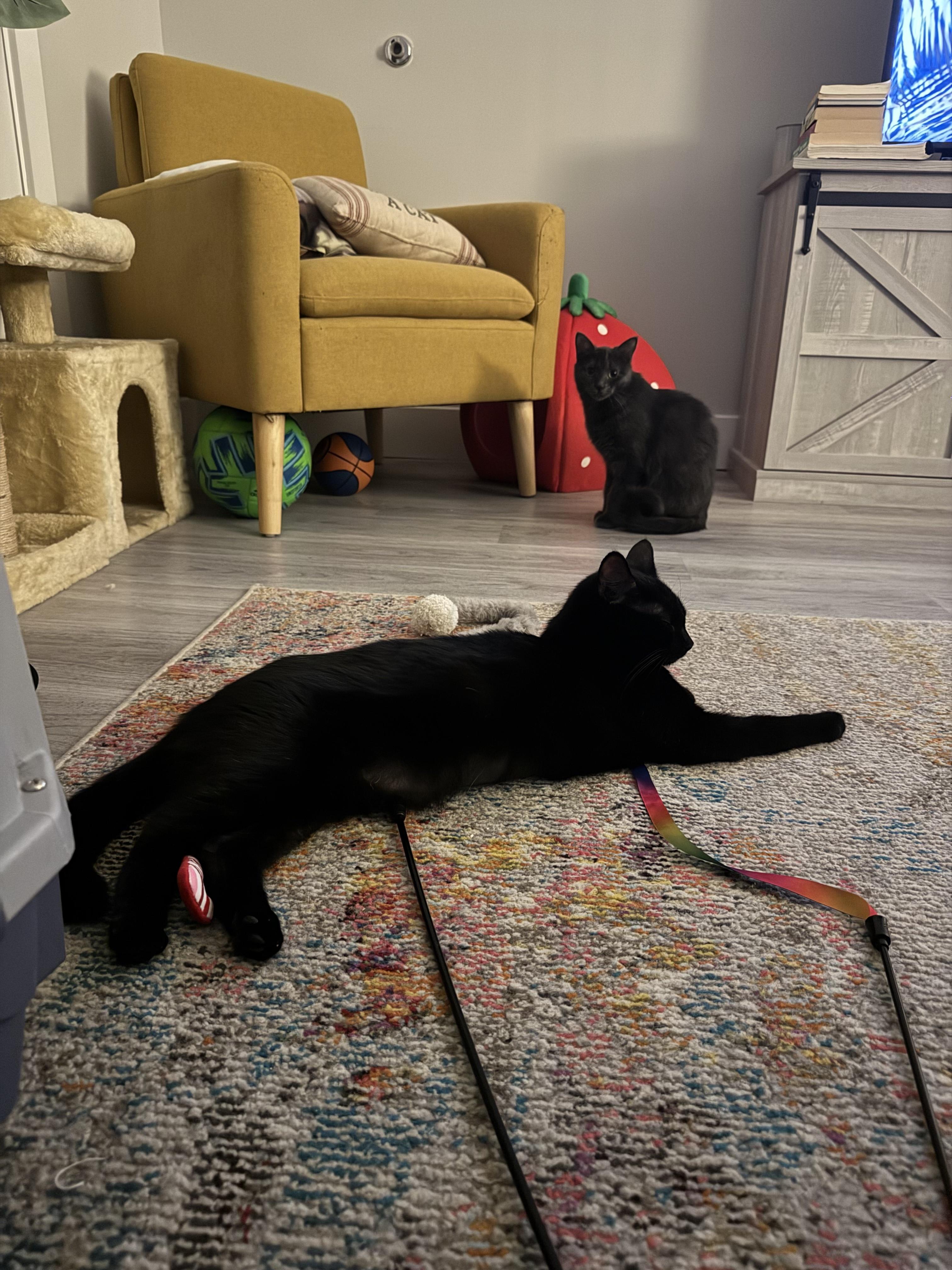 Eleanor, a Adoptable Domestic Short Hair in Jersey City, NJ image 5/6