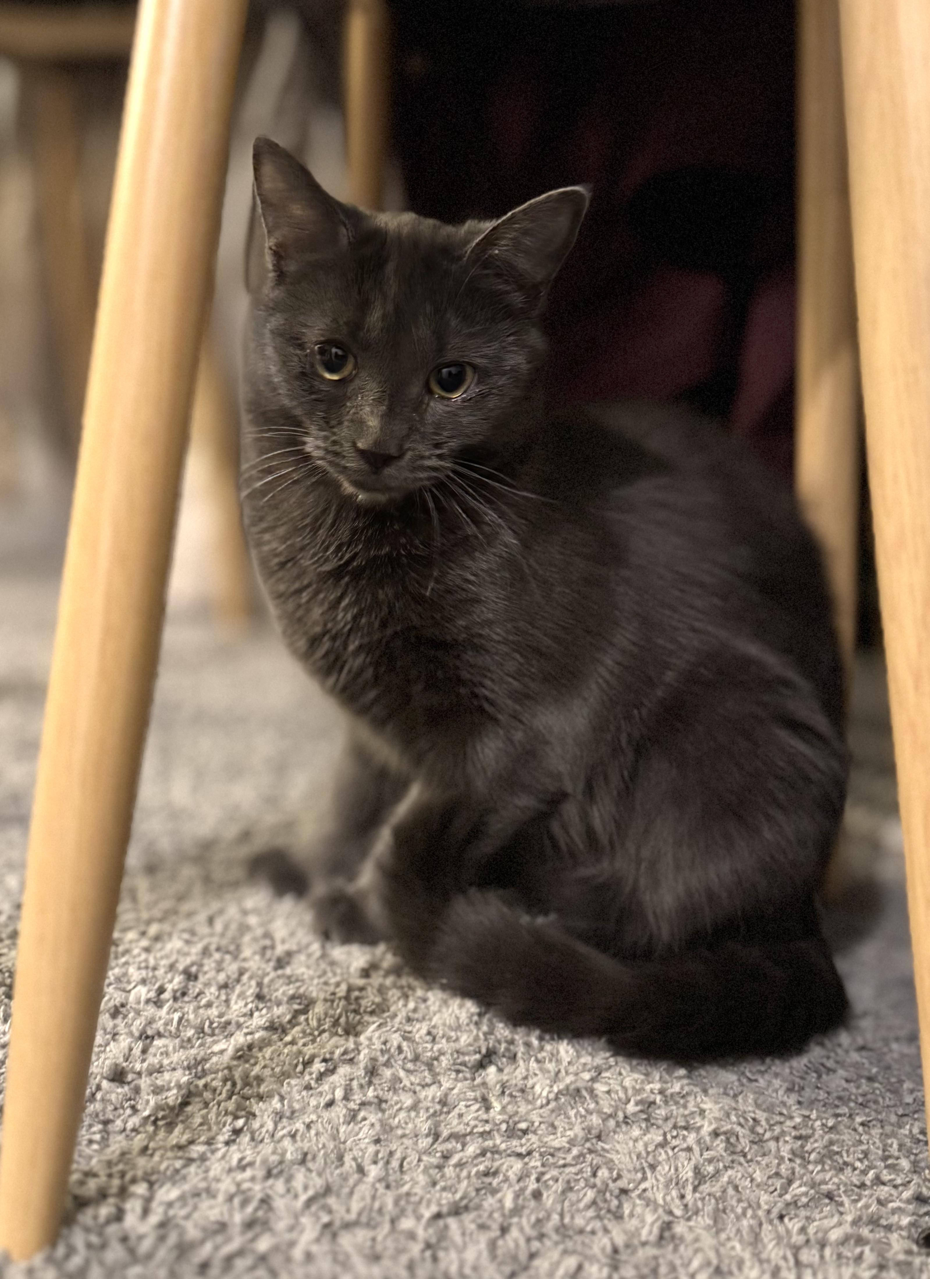 Eleanor, a Adoptable Domestic Short Hair in Jersey City, NJ image 1/6
