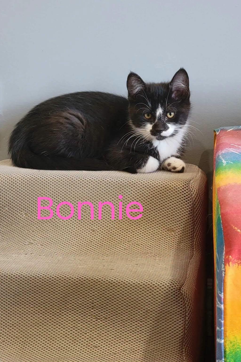 Enlarge Bonnie, a Adoptable Domestic Short Hair in London, ON image 1/2
