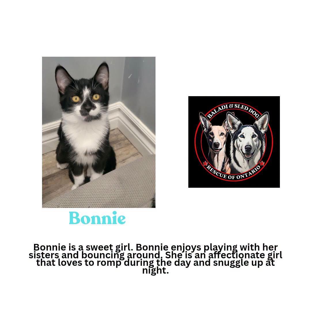 Enlarge Bonnie, a Adoptable Domestic Short Hair in London, ON image 2/2