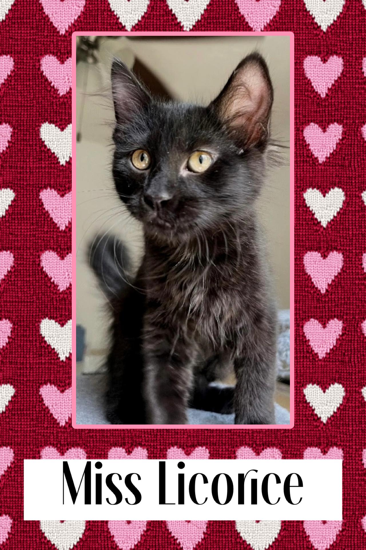 Licorice, ADOPTABLE, Young Female Domestic Long Hair.