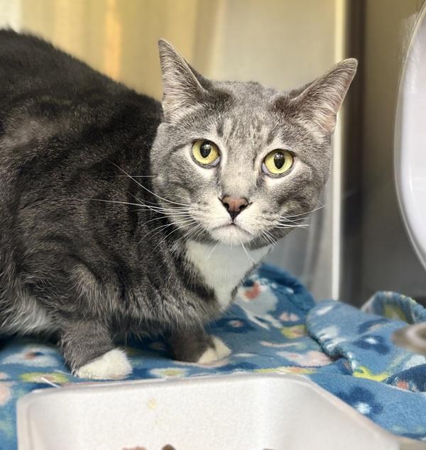 Ozzie, Adoptable, Adult Male Domestic Short Hair.