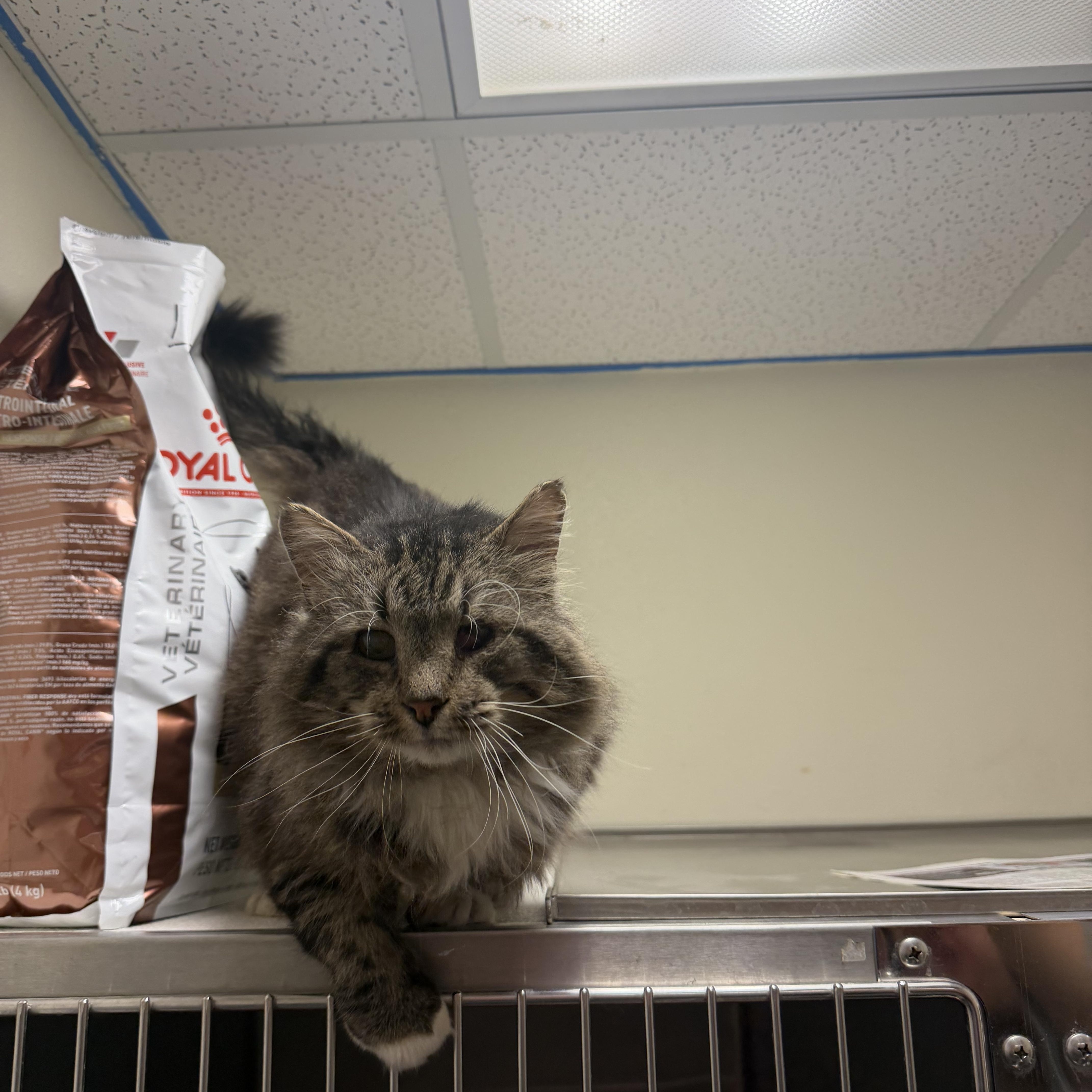 Lucien, Adoptable, Adult Male Domestic Long Hair.