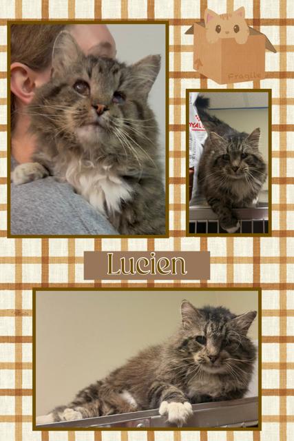 Enlarge Lucien, a Adoptable Domestic Long Hair in Kearney, NE image 1/2