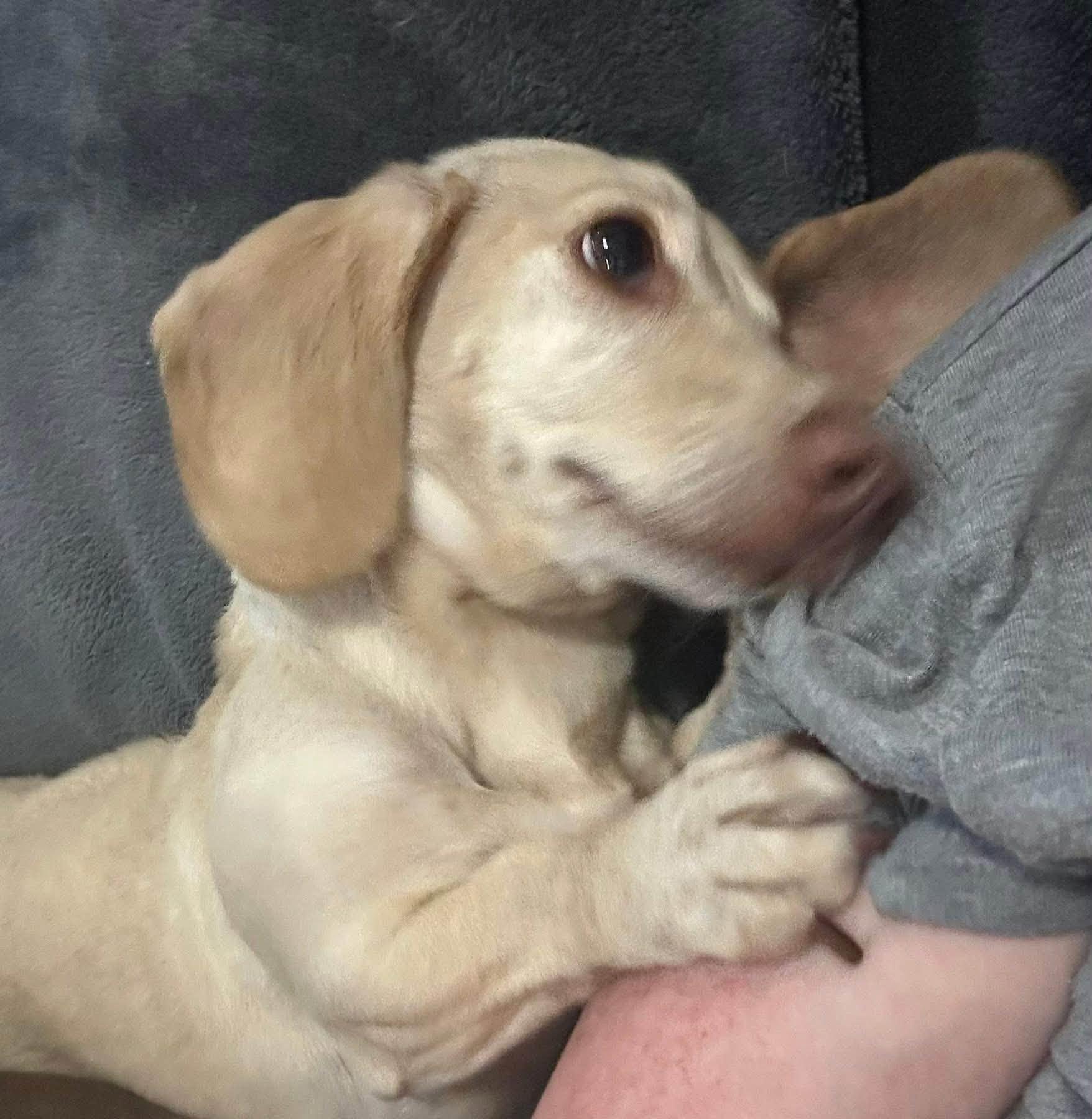 Enlarge Luna in KY, a ADOPTABLE Dachshund in Benton, KY image 3/6