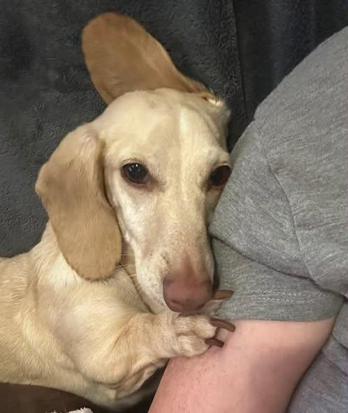 Enlarge Luna in KY, a ADOPTABLE Dachshund in Benton, KY image 2/6