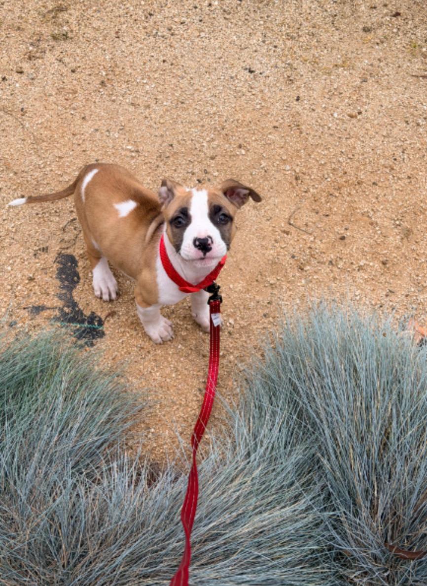 Enlarge Mars, a ADOPTABLE mixed breed in West Hollywood, CA image 2/4