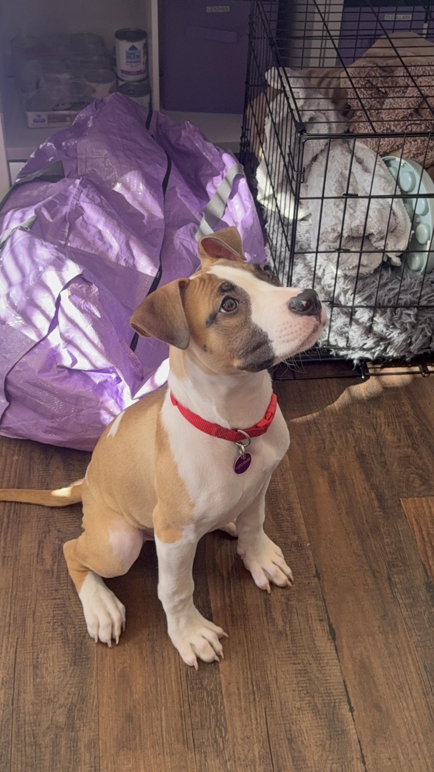 Enlarge Mars, a ADOPTABLE mixed breed in West Hollywood, CA image 5/6