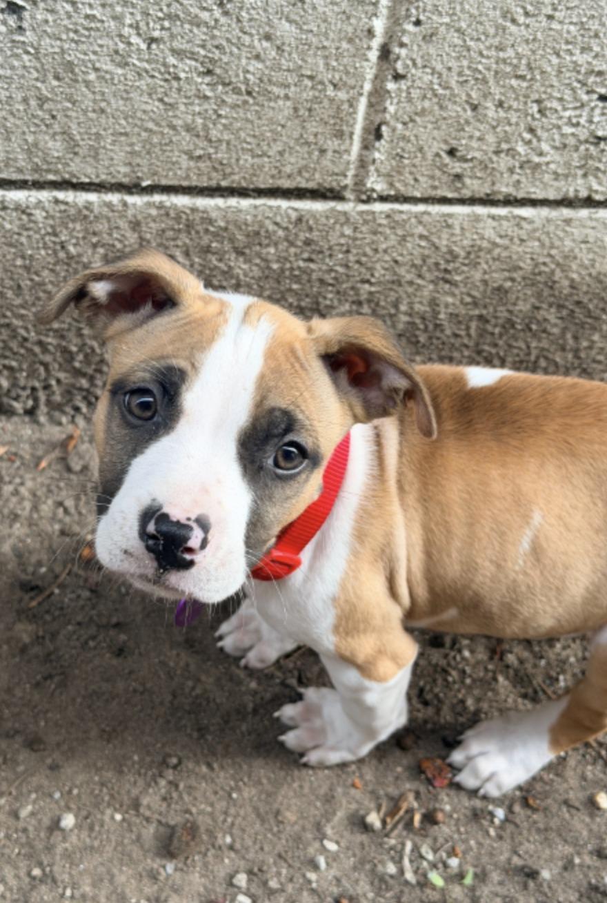 Enlarge Mars, a ADOPTABLE mixed breed in West Hollywood, CA image 3/4