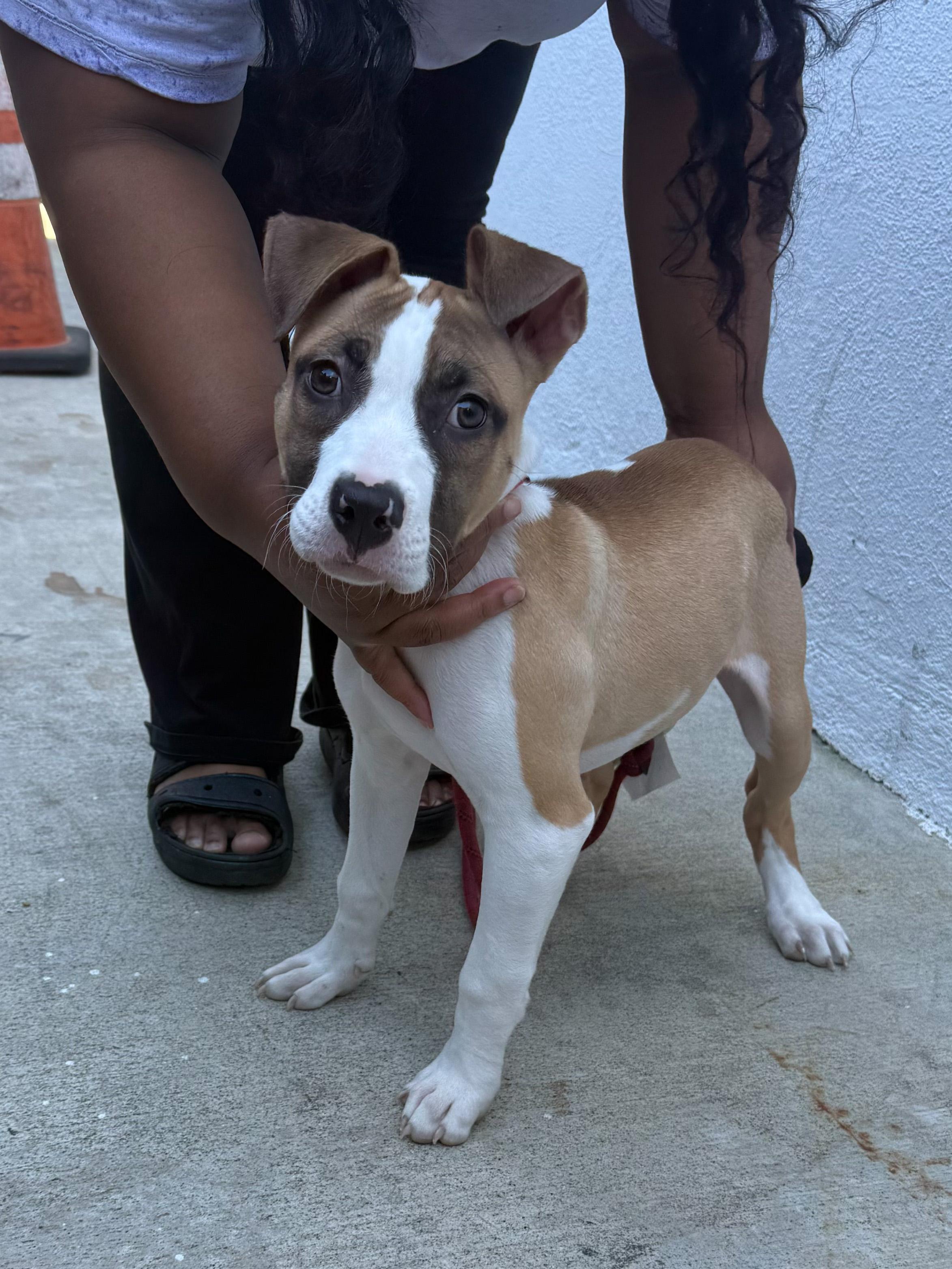 Mars, ADOPTABLE, Puppy Male Pit Bull Terrier.