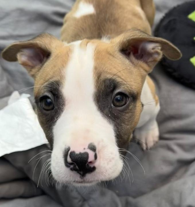 Mars, ADOPTABLE, Puppy Male Pit Bull Terrier.