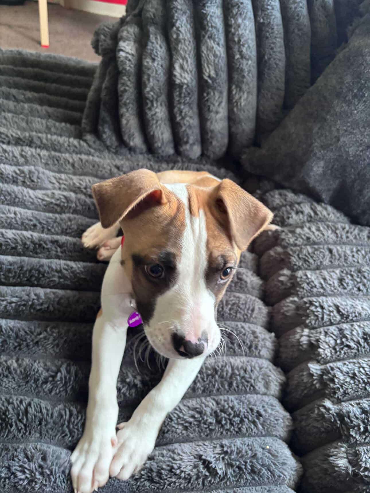 Enlarge Mars, a ADOPTABLE mixed breed in West Hollywood, CA image 4/6