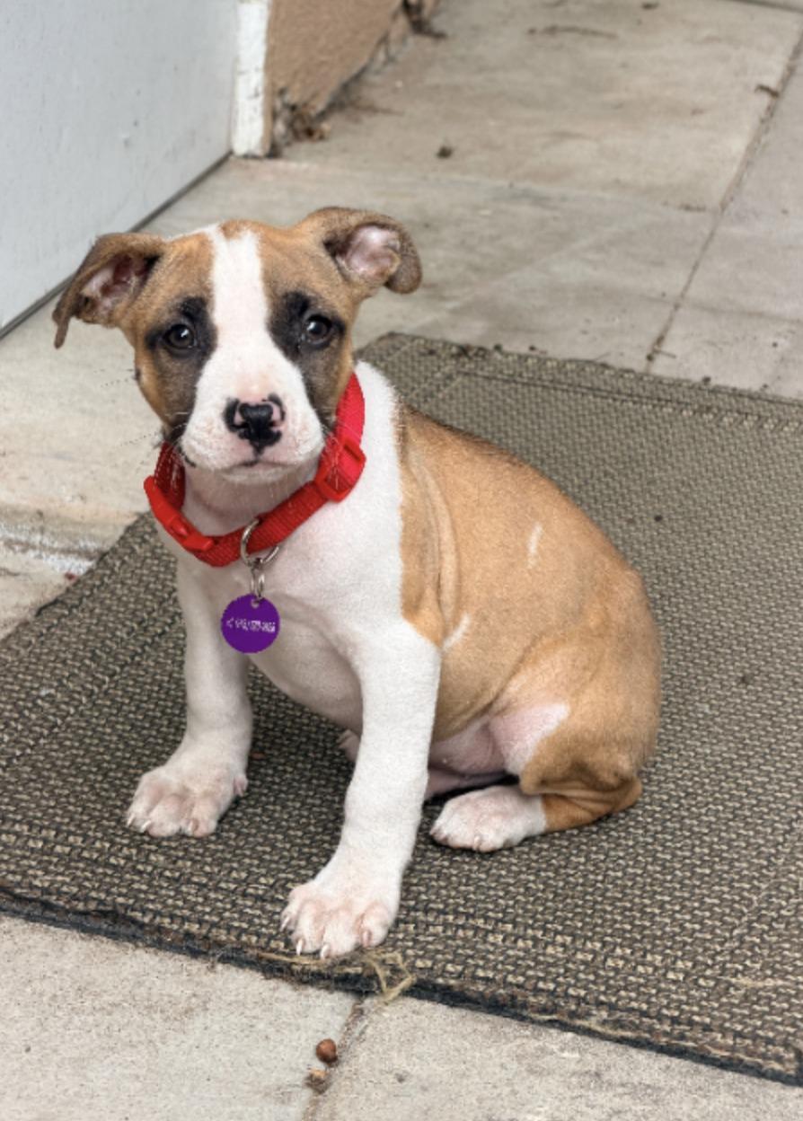 Enlarge Mars, a ADOPTABLE mixed breed in West Hollywood, CA image 4/4