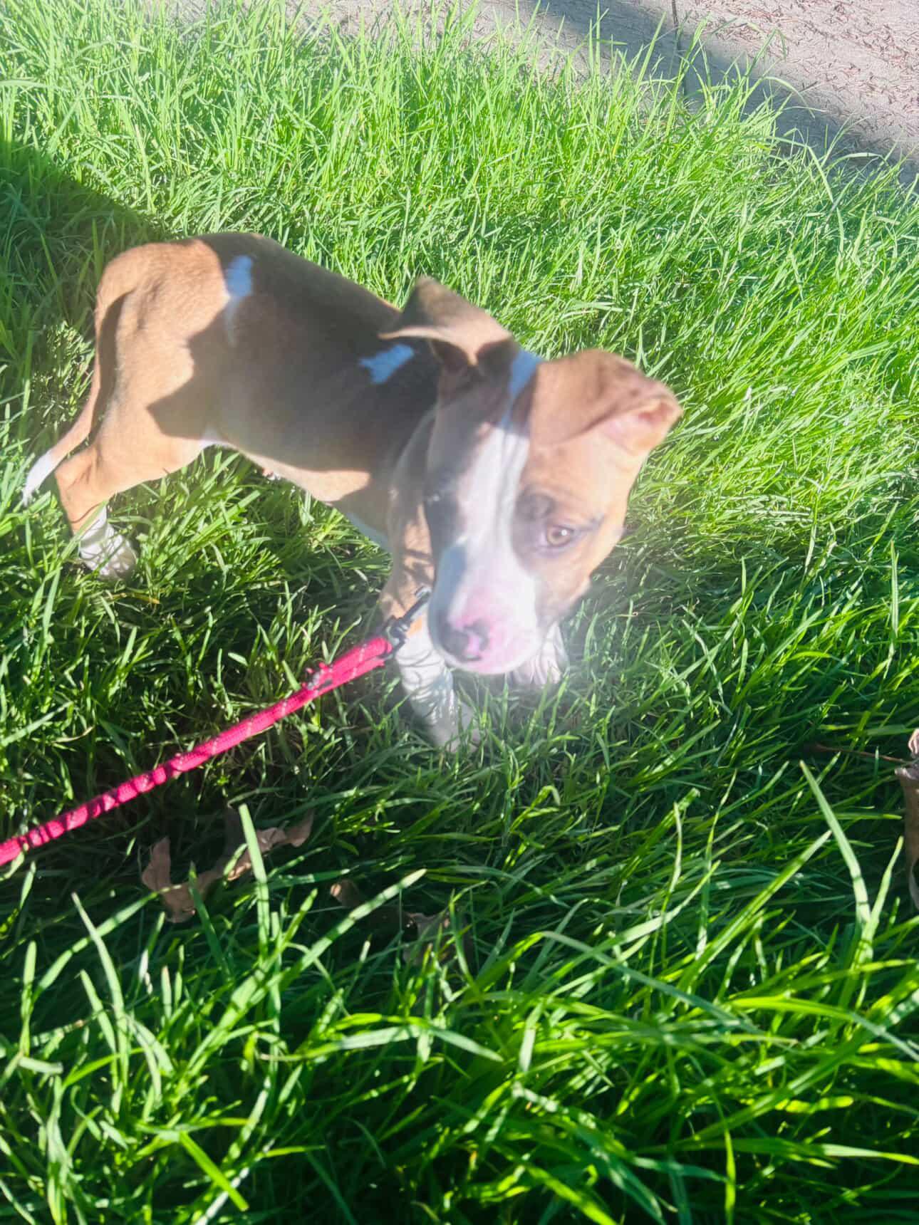 Enlarge Mars, a ADOPTABLE mixed breed in West Hollywood, CA image 3/6