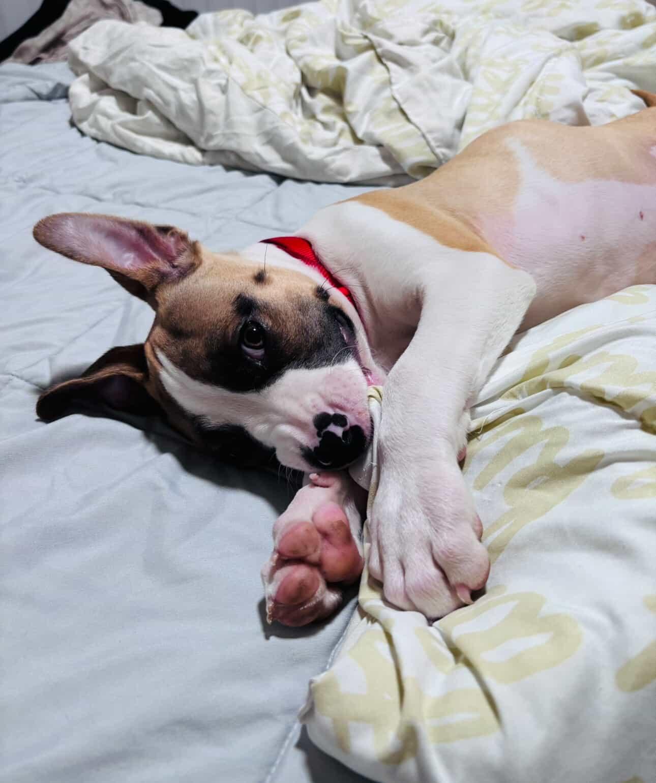 Enlarge Mars, a ADOPTABLE mixed breed in West Hollywood, CA image 5/5