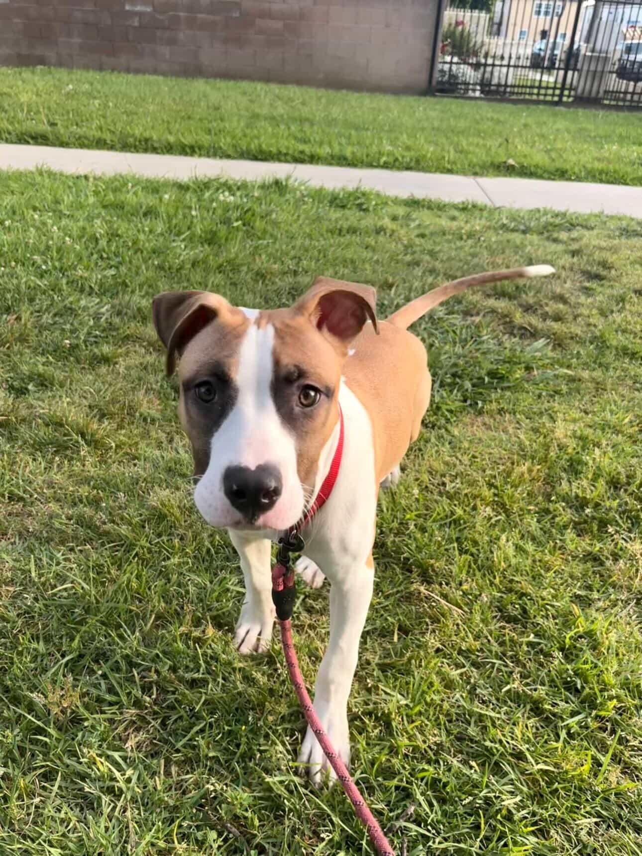 Enlarge Mars, a ADOPTABLE mixed breed in West Hollywood, CA image 2/6