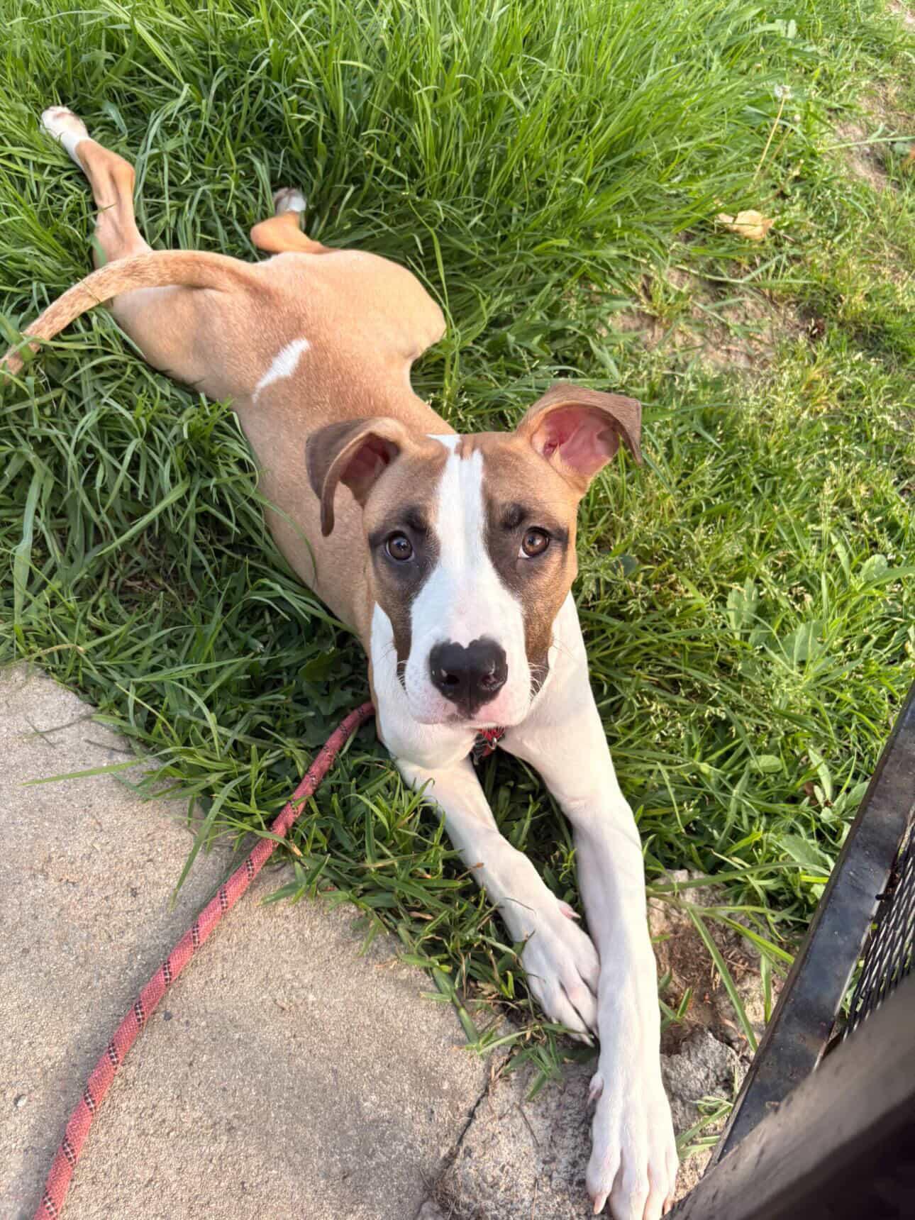 Mars, ADOPTABLE, Puppy Male Pit Bull Terrier.