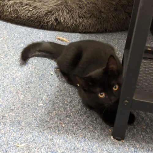 Enlarge Pinochle, a Adoptable Domestic Short Hair in Tipp City, OH image 3/11