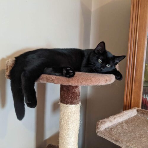 Enlarge Pinochle, a Adoptable Domestic Short Hair in Tipp City, OH image 5/11