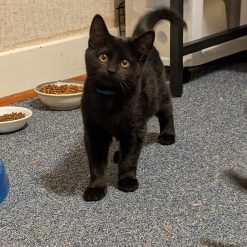 Enlarge Pinochle, a Adoptable Domestic Short Hair in Tipp City, OH image 6/11