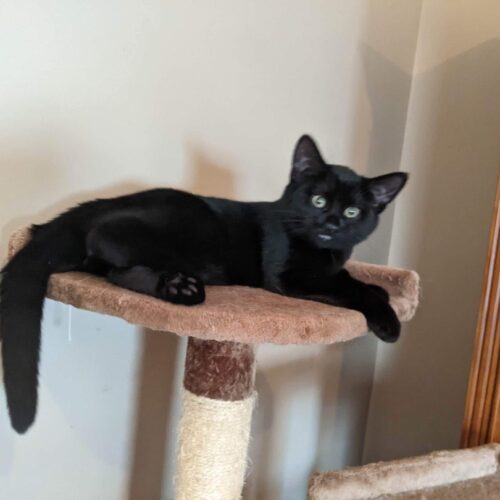 Enlarge Pinochle, a Adoptable Domestic Short Hair in Tipp City, OH image 8/11