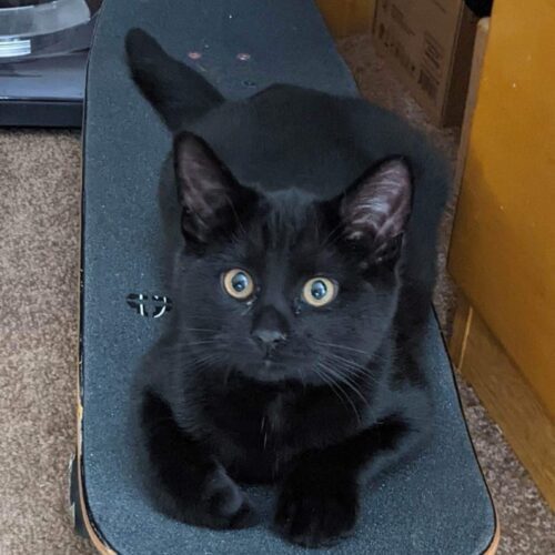 Enlarge Pinochle, a Adoptable Domestic Short Hair in Tipp City, OH image 9/11