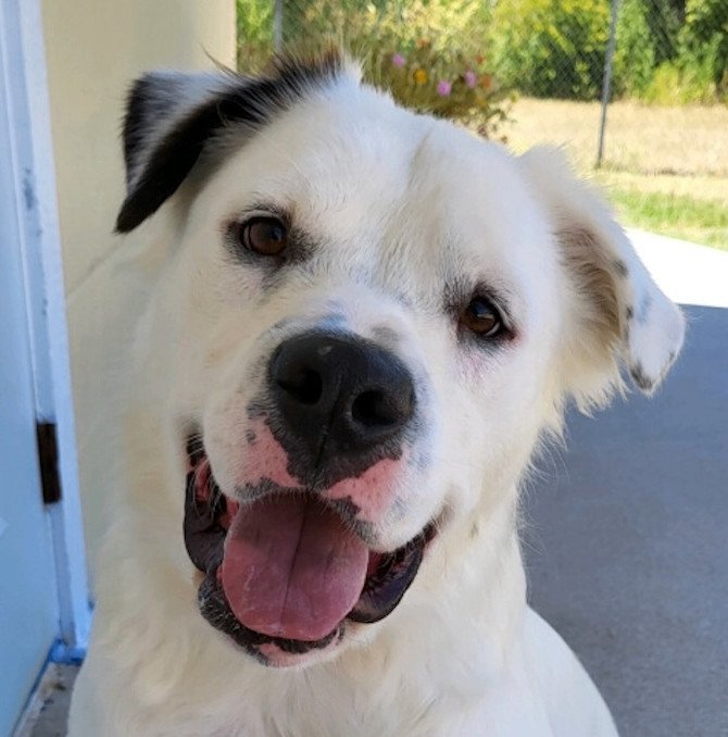 Toby, a Adopted mixed breed in San Francisco, CA image 1/3