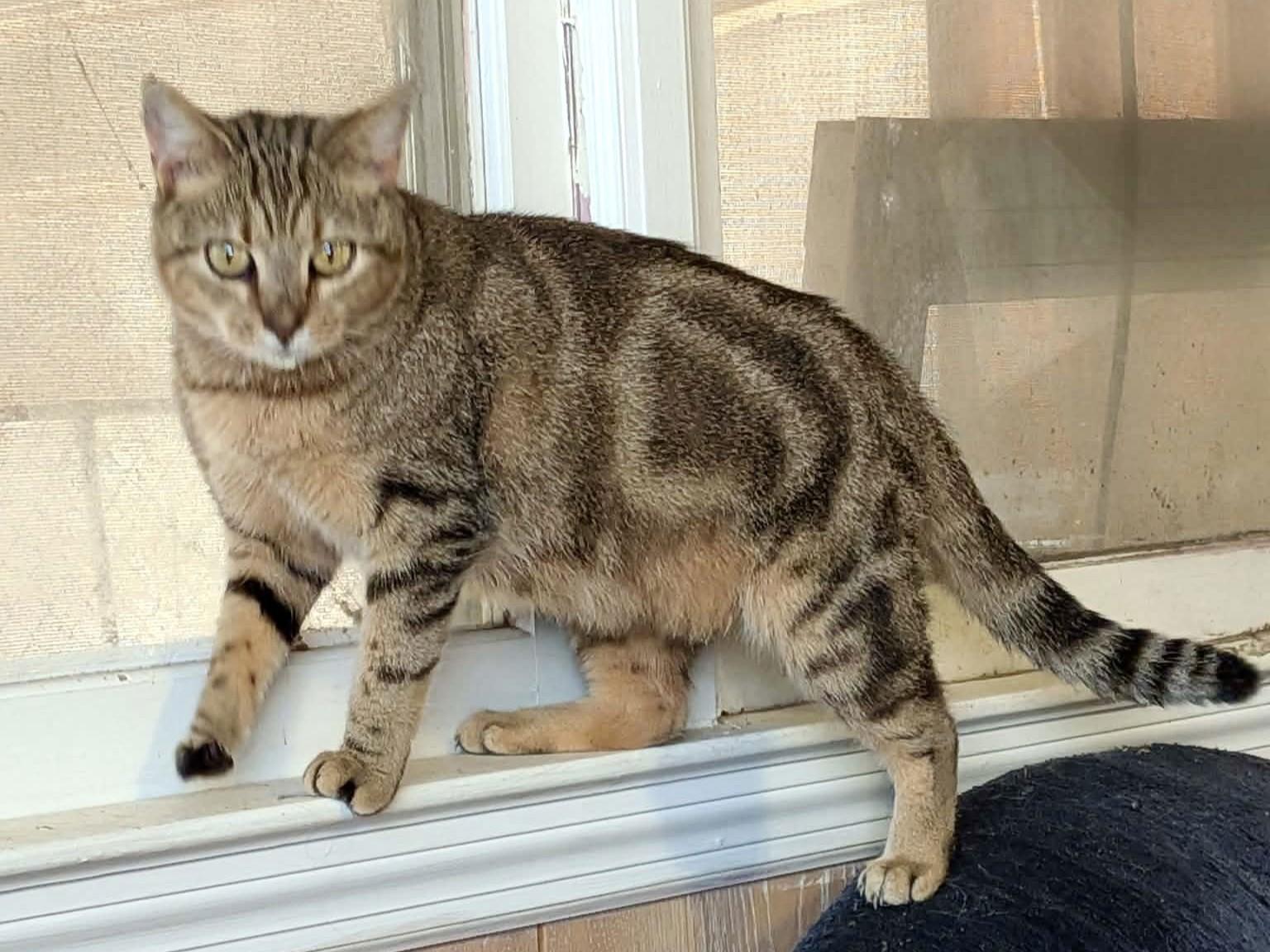 Enlarge Biscuit, a ADOPTABLE Domestic Short Hair in Sudbury, MA image 2/2